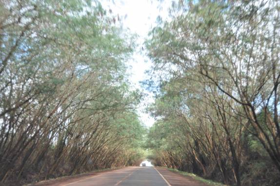 Bela paisagem em estrada paraguaia, entre Santa Rita e Trinidad